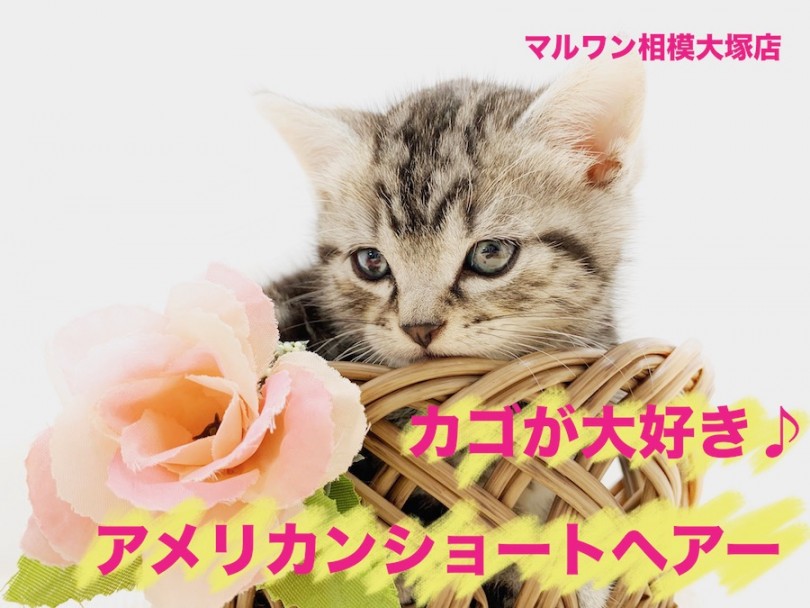 【 アメリカンショートヘア 】ねこ鍋ならぬ「ねこカゴ」！?みなさんカゴの準備を！