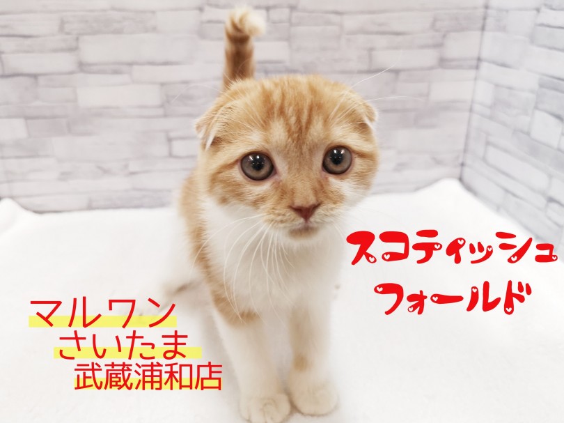 【 スコティッシュフォールド 】抱っこ爪切りOK！たれ耳なにゃんこ！