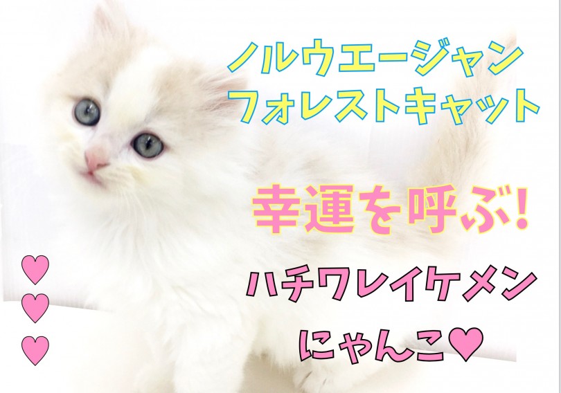 【 ノルウェージャンフォレストキャット 】幸運を呼ぶ八割れイケメンにゃんこ！！