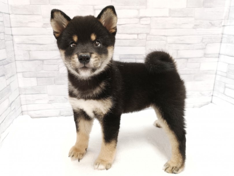 しっかりと4本の足で立っている姿もとても可愛い | 柴犬 （412821） - さいたま 武蔵浦和店