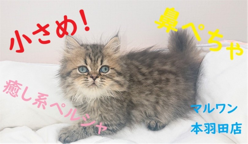 【 ペルシャ 】小さめ！鼻ぺちゃ！癒し系にゃんこ!!