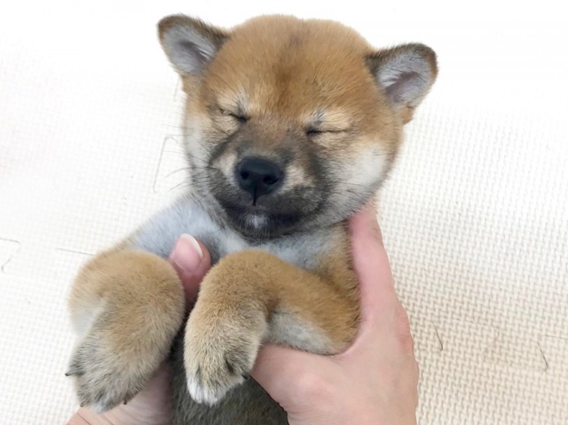 マッサージ中に気持ちよすぎて眠っちゃうシバ子ちゃん | 柴犬 （120204） - 今宿店