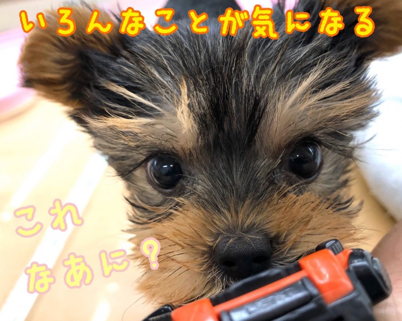 【 ヨークシャーテリア 】好奇心旺盛！遊ぶの大好き大人気テリア犬