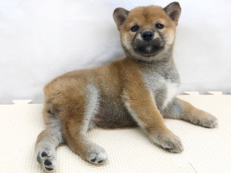 セクシーポーズ | 柴犬 （120204） - 今宿店