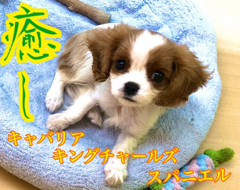 【 キャバリア 】おっとり系癒し美犬