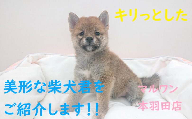 【 柴犬 】キリっとした美形の柴犬君をご紹介します！