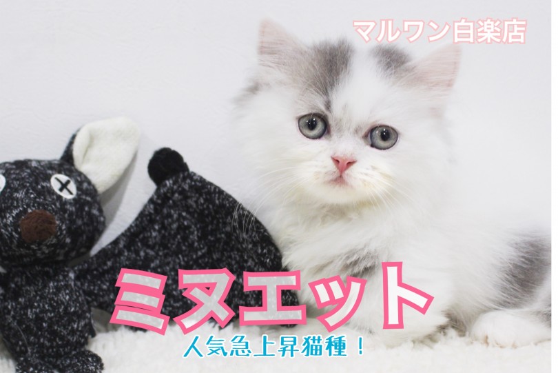 【 ミヌエット 】希少品種で人気上昇猫種！ペチャ顔短足のほんわか少女!