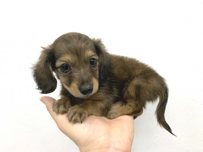 ダックスフントはとっても愛情深い犬種 | カニンヘン・ダックスフント （140259） - 横浜 元町店