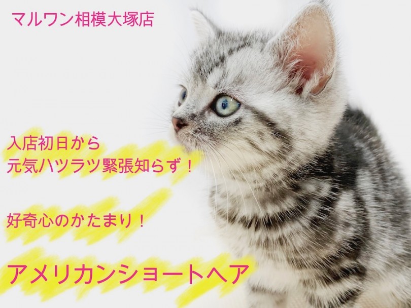 【 アメリカンショートヘア 】入店初日にして活発!おねだりポーズにキュン。