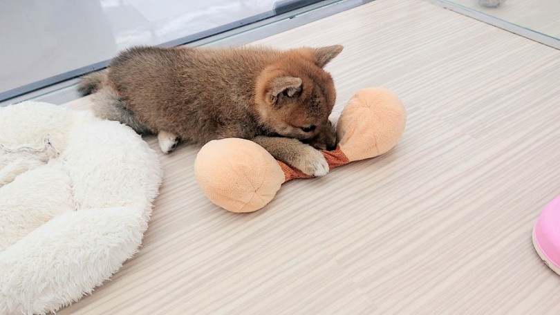 ぬいぐるみ系のおもちゃをあげたら大喜び | 柴犬 (512617) - 本羽田店