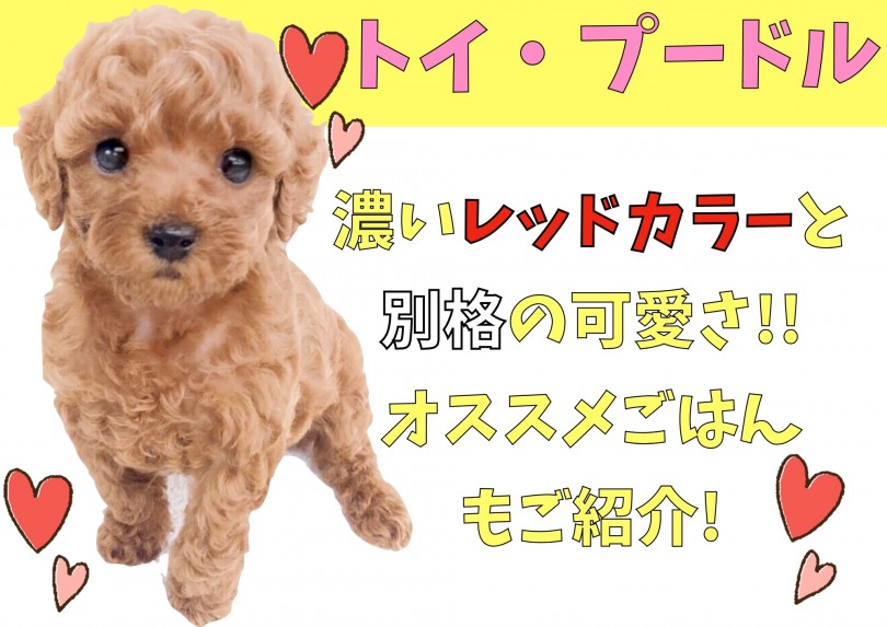 【 トイ・プードル 】濃いレッドカラーと別格の可愛さ!オススメごはんもご紹介!