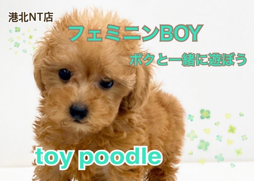 【 トイ・プードル 】愛くるしさ抜群のフェミニンBOY♪ボクと一緒に遊んでよっ！