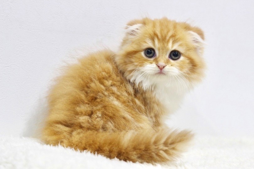 2019年も大人気の猫種 | スコティッシュフォールド （11649） - 横浜 白楽店