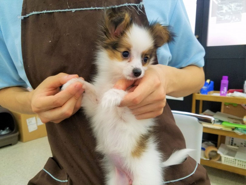 真っ白で綺麗な被毛 | パピヨン （117216） - 鎌ヶ谷店