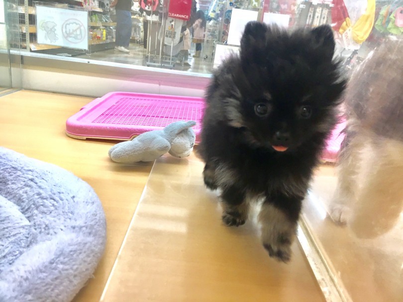 こんなお顔でちょこちょこと駆け寄ってきたら可愛いでしょ？？ | ポメラニアン （118379） - 城山店