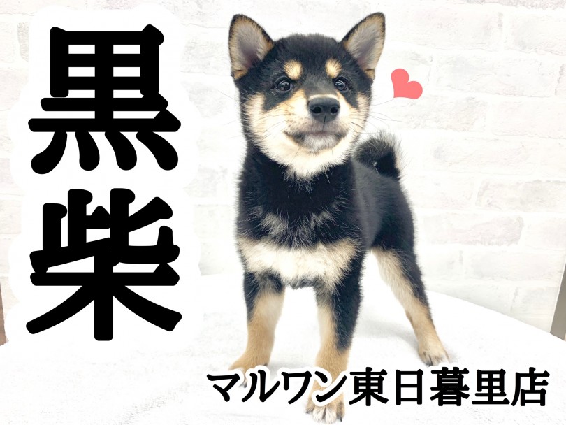 【 黒柴 】漆黒のボディにタンが綺麗な四ツ目柴！胸元にはあのマーク！？