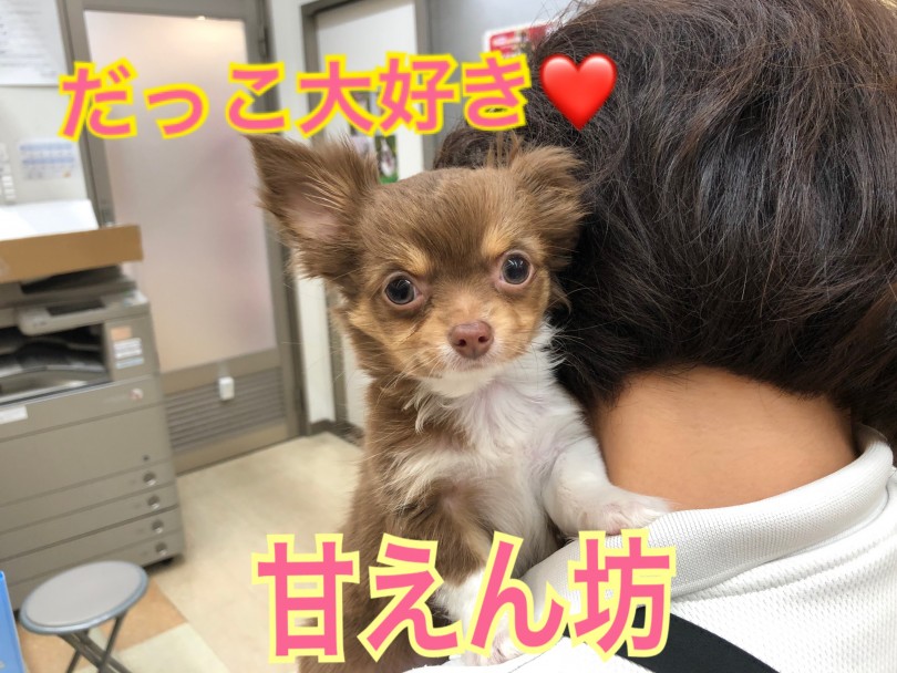 【 チワワ 】抱っこ大好き！人気カラーチワワ！