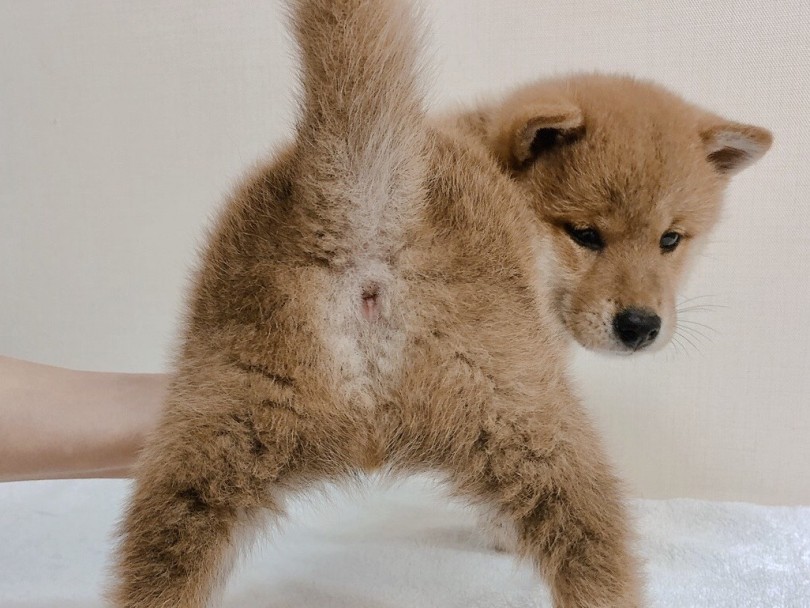 このプリっとしたお尻いいですよね | 柴犬 （6130836） - 大倉山店
