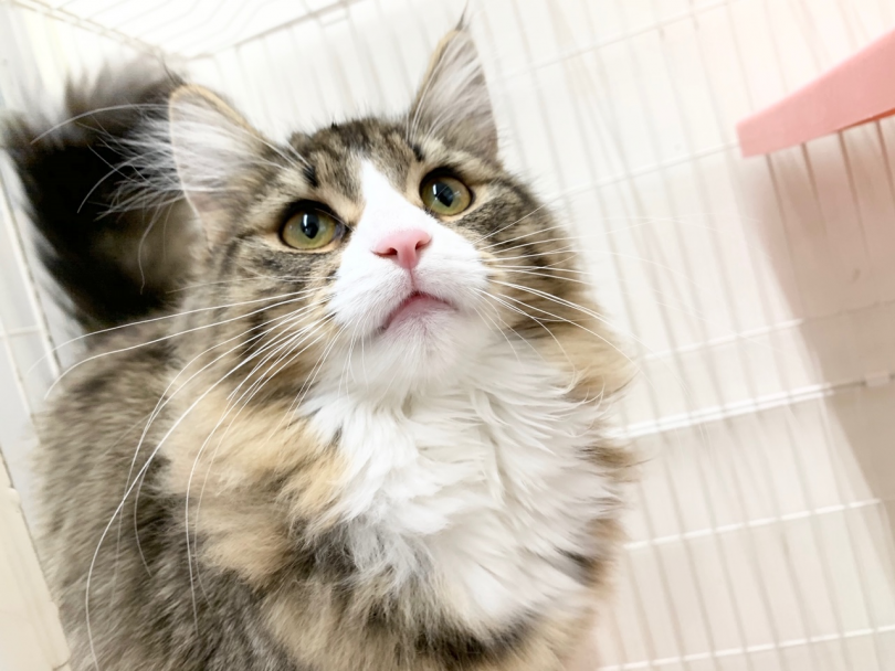 愛嬌ばっちりノルちゃんです! | ノルウェージャンフォレストキャット (014264) - 東日暮里店