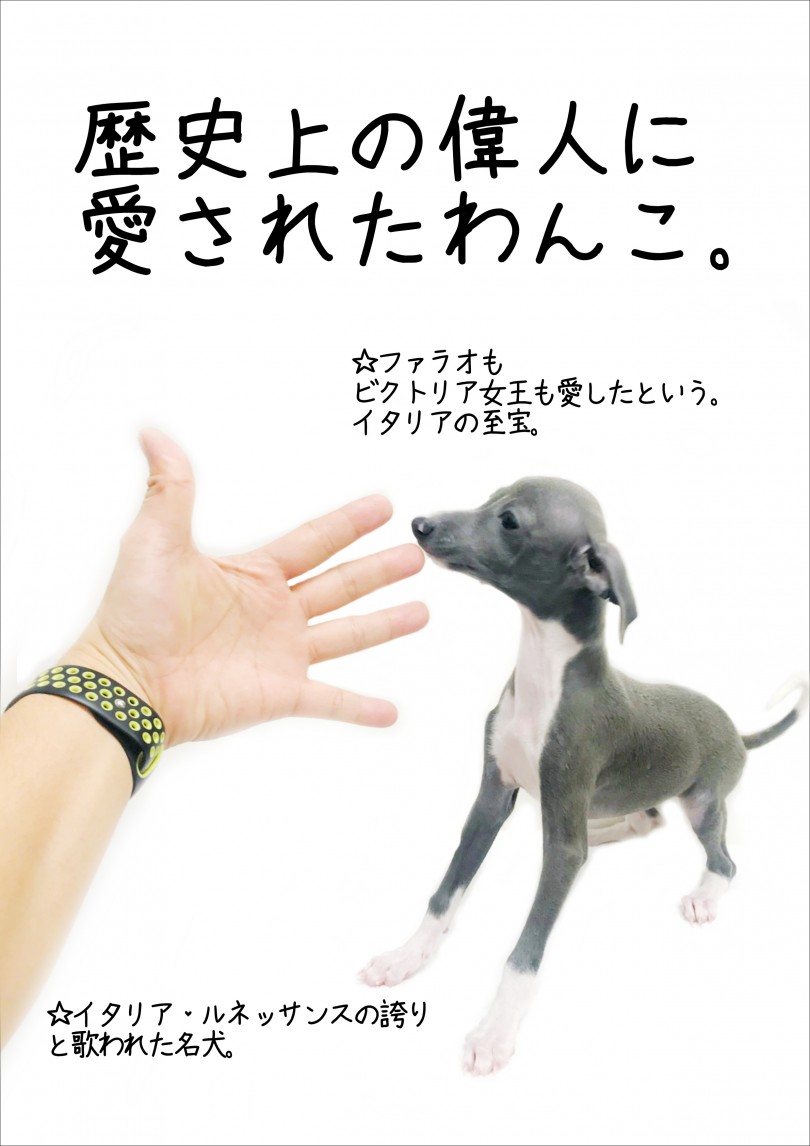 「イタリア・ルネッサンスの誇り」と言われた名犬 | イタリアングレーハウンド (119178) - 梅島店