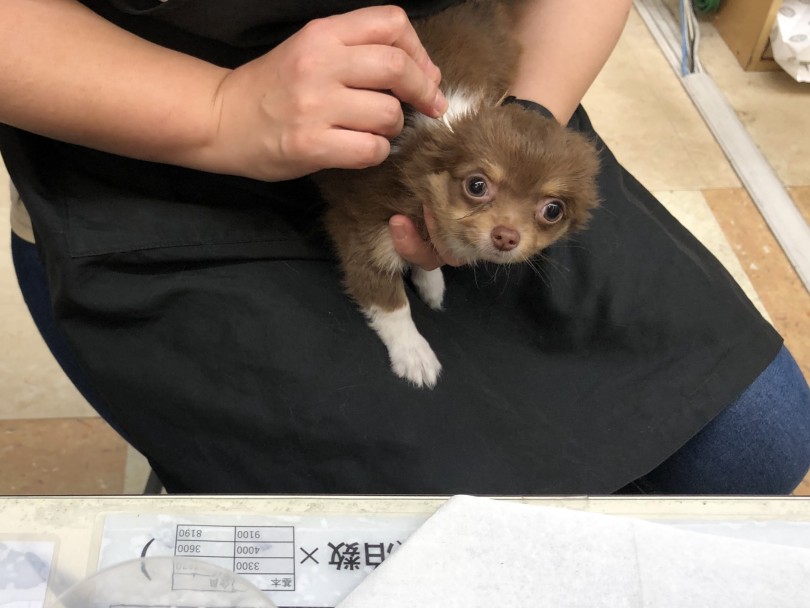 耳掃除も尻尾を振りながらやらせてくれます | チワワ （118369） - 城山店