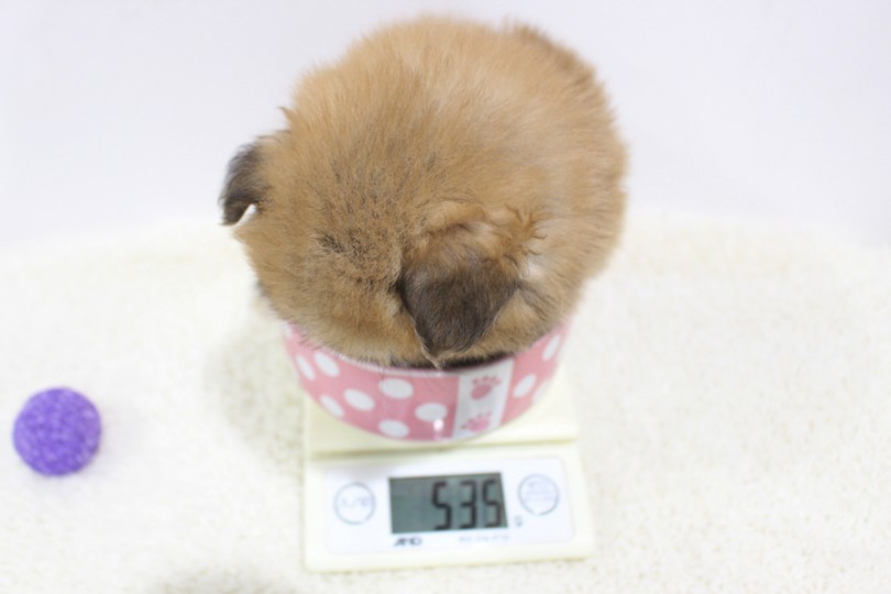 現在の体重は535g | ポメラニアン （11647） - 横浜 白楽店