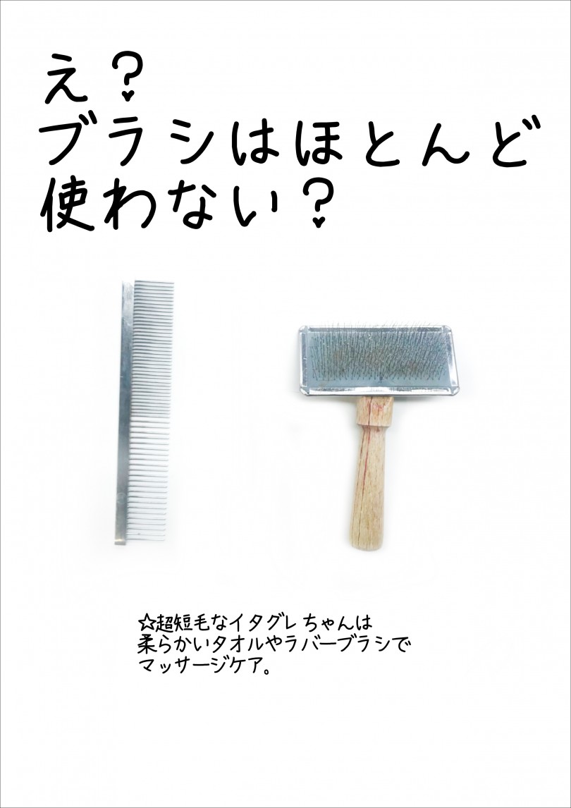 極短毛なのでお手入れ楽ちん | イタリアングレーハウンド (119178) - 梅島店