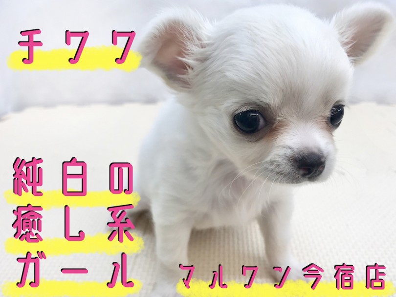 【 チワワ 】ご家族決定率NO1！小さめ・ドワーフ・童顔フェイスの癒し系ガール！