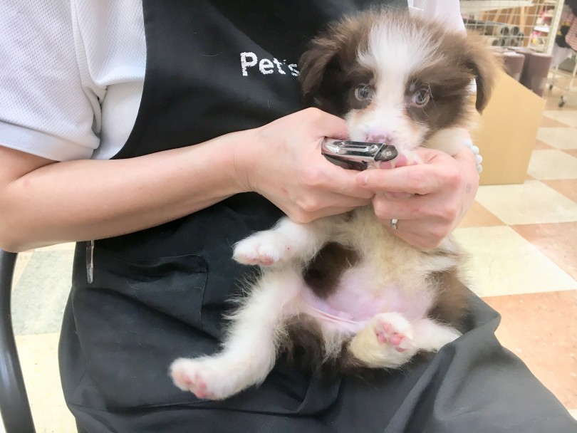 爪切りも慣れっこ | ボーダーコリ― （118380） - 城山店