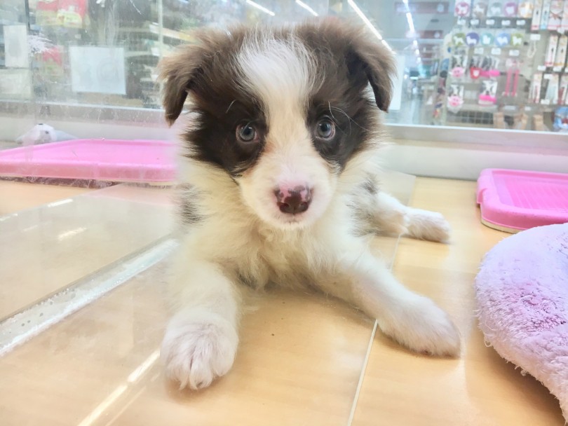 昔から牧羊犬として活躍していた犬種 | ボーダーコリ― （118380） - 城山店