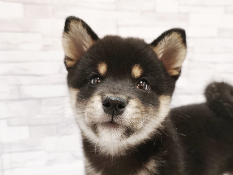 くっきりキレイなまろ眉とキラキラなおめめ | 柴犬 （412821） - さいたま 武蔵浦和店
