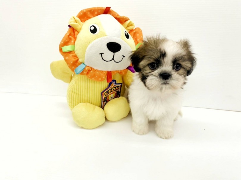 子犬の時は黒い差し毛がゴールド部分に入っています | シーズー （914491） - 志村坂下店