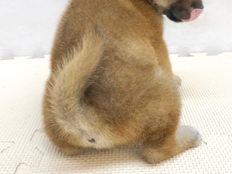 ゴージャスな尻尾 | 柴犬 （120204） - 今宿店