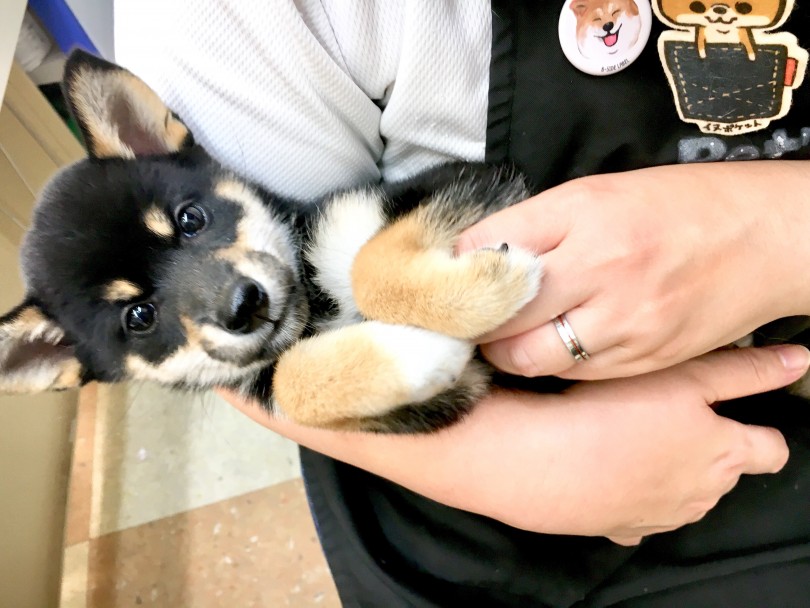 抱っこが大好きな柴ちゃん | 柴犬 （118376） - 城山店