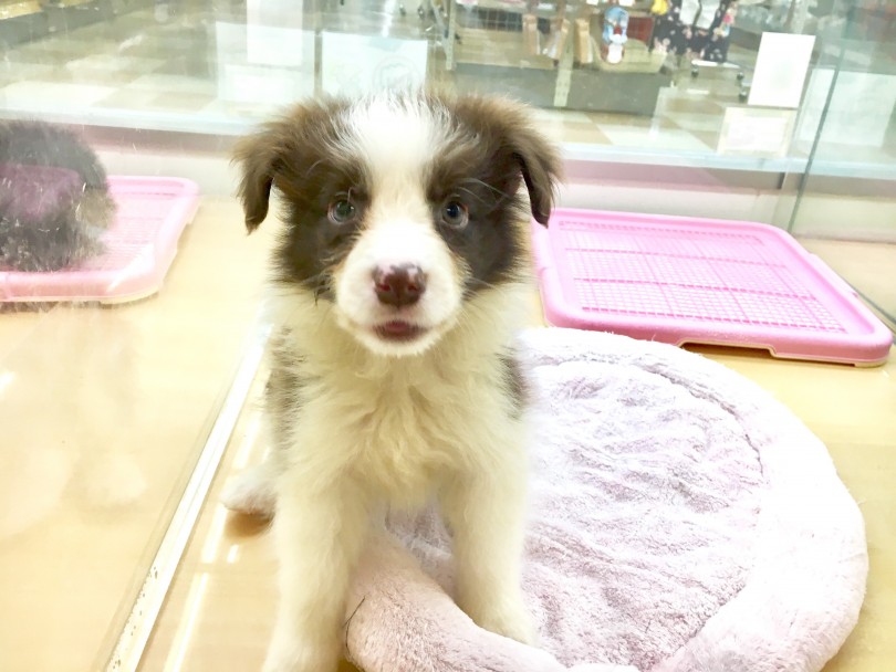 全犬種の中で一番頭が良いワンコ | ボーダーコリ― （118380） - 城山店