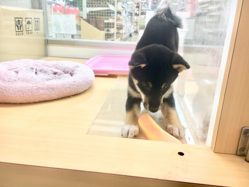 1人で遊び始めちゃいました | 柴犬 （118376） - 城山店