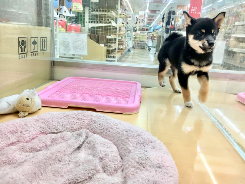 こっちに向かって猛ダッシュ！ | 柴犬 （118376） - 城山店