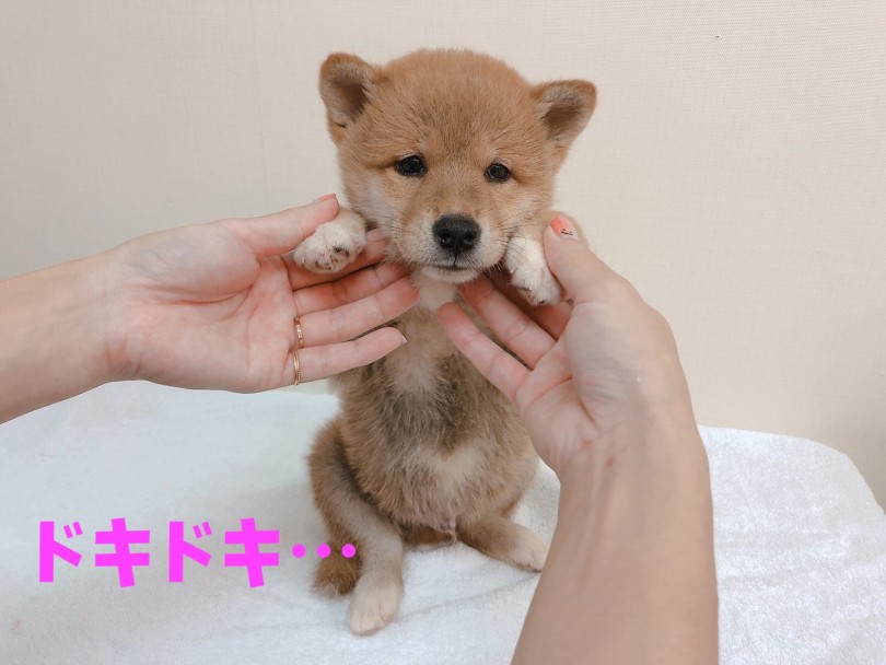 最初の撮影したときは「緊張するよ〜」とタレ目 | 柴犬 （6130836） - 大倉山店