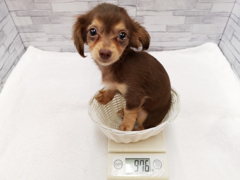 成犬予想は最も抱っこしやすい3kg前後を予想 | MIX チワワ × カニンヘンダックス （412823） - さいたま 武蔵浦和店