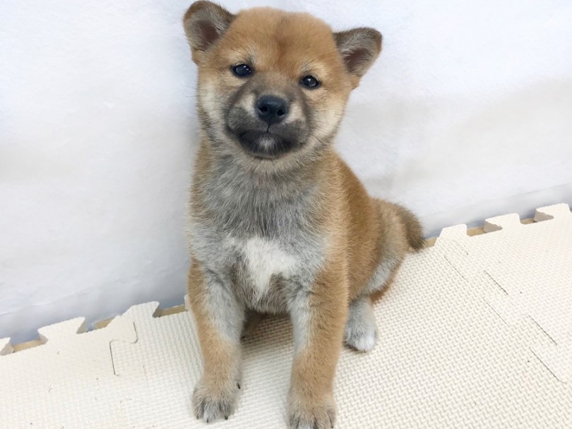 子クマ系 | 柴犬 （120204） - 今宿店