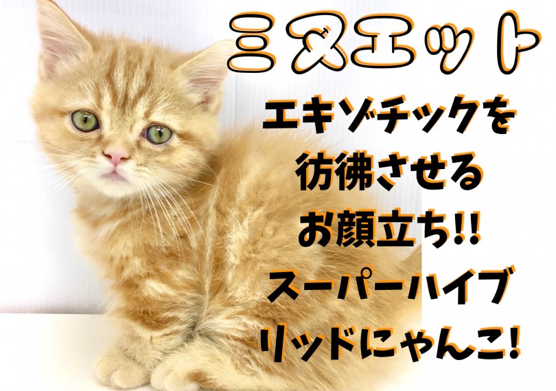 【 ミヌエット 】エキゾチックなルックスは鶴見店で出会えます！