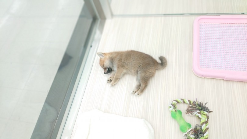 このあとスタッフがお布団へ運びました(笑) | 柴犬 (512617) - 本羽田店
