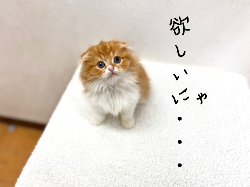 上に行ってしまったネズミさんを見上げるスコにゃん | スコティッシュフォールド （116366） - 下丸子店