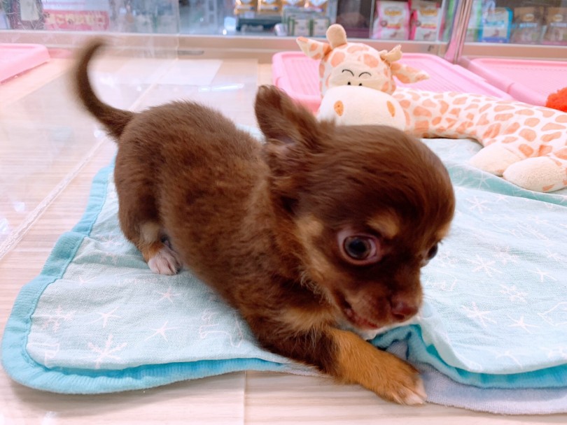 愛嬌たっぷり!尻尾ブンブン振ってアピール上手!! | チワワ （6130826） - 大倉山店