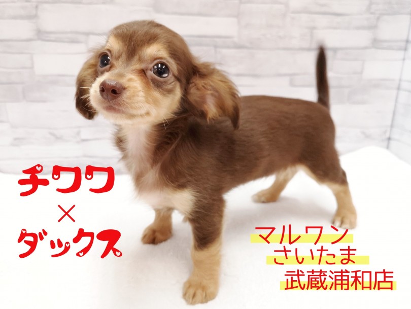 【 チワワ × カニンヘンダックス 】可愛すぎる！！小さなチョコチワックス！！