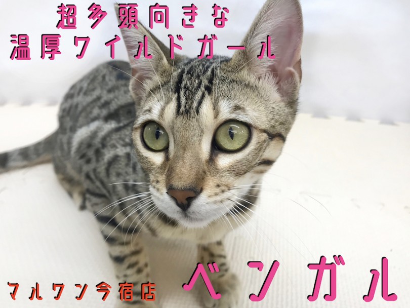 【 ベンガル 】ワンちゃんと仲良しなヒョウ柄ガール！多頭ポイントもご紹介！