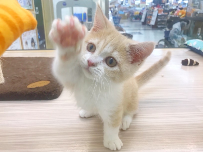 ねこぱんちの瞬間 | マンチカン （914488） - 志村坂下店