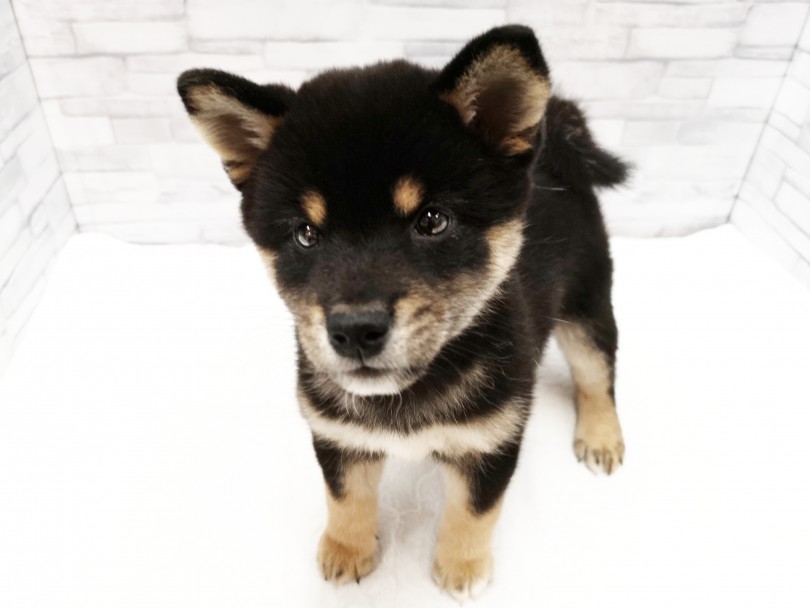 まろ眉がハッキリ | 柴犬 （412821） - さいたま 武蔵浦和店