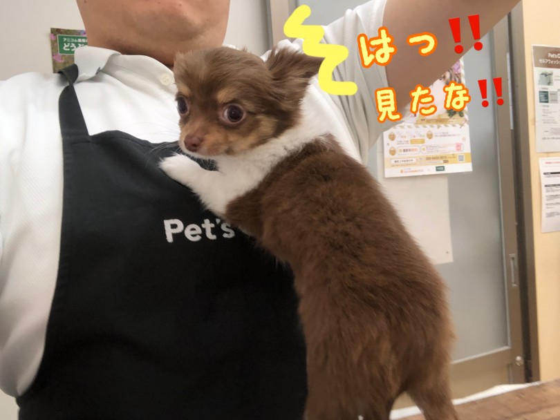 抱っこが大好き | チワワ （118369） - 城山店
