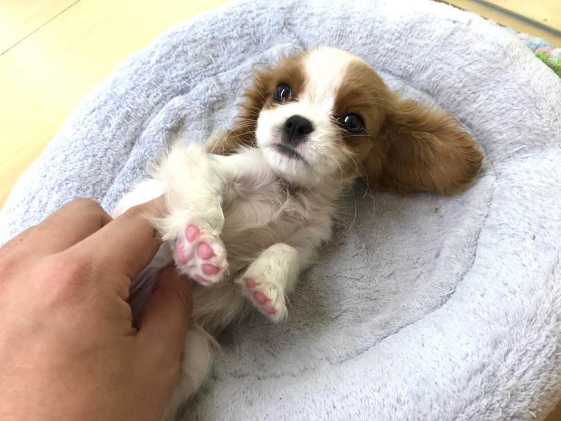 キャバリアはとても気性が穏やかな犬種 | キャバリア・キングチャールズ・スパニエル （118377） - 城山店